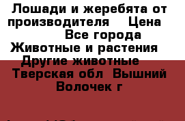 Лошади и жеребята от производителя. › Цена ­ 120 - Все города Животные и растения » Другие животные   . Тверская обл.,Вышний Волочек г.